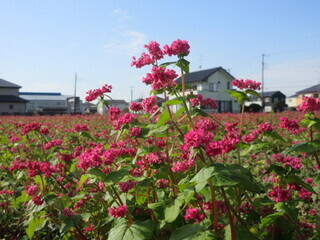 写真：赤花そば写真近景5