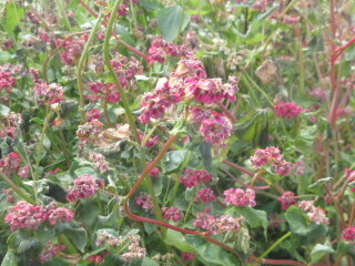 写真：赤花そば写真近景6