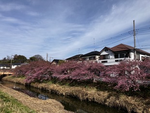 鷲宮神社付近の河津桜の遠景の写真