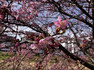鷲宮神社付近の河津桜の近景の写真