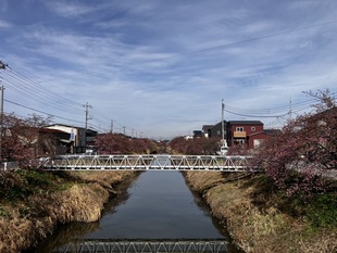 鷲宮浄水場付近の河津桜の遠景の写真