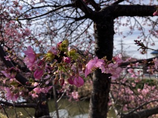 鷲宮浄水場付近の河津桜の近景の写真