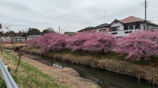 鷲宮神社付近の河津桜の遠景の写真