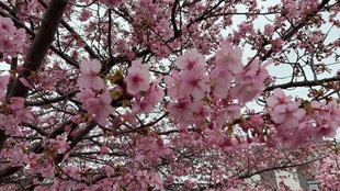 鷲宮神社付近の河津桜の近景の写真
