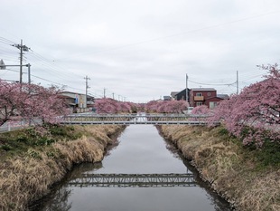 鷲宮浄水場付近の河津桜の遠景の写真