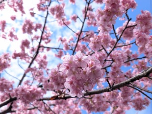 鷲宮神社付近の河津桜の近景の写真
