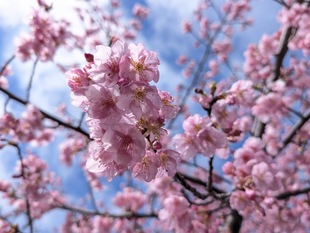 鷲宮浄水場付近の河津桜の近景の写真