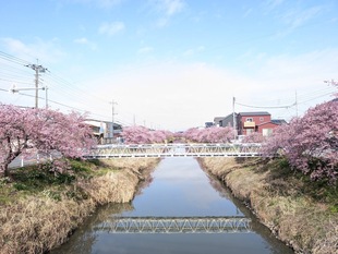 鷲宮浄水場付近の河津桜の遠景の写真