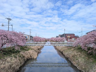 鷲宮浄水場付近の河津桜の遠景の写真