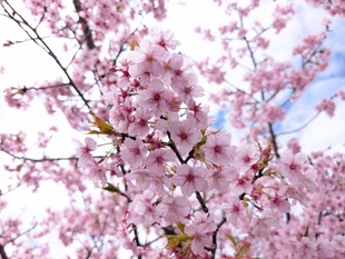 鷲宮浄水場付近の河津桜の近景の写真
