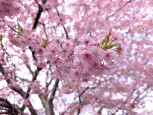 鷲宮神社付近の河津桜の近景の写真