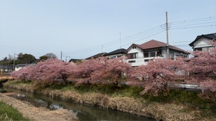 鷲宮神社付近の河津桜の遠景の写真