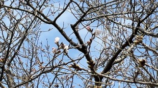 見沼代用水沿いの写真2