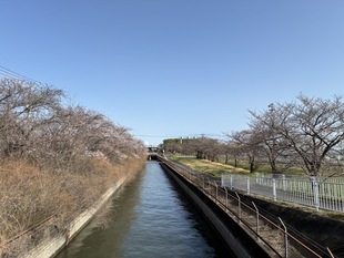 見沼代用水沿いの写真1