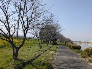 権現堂川沿いの写真1