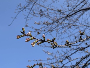 権現堂川沿いの写真2