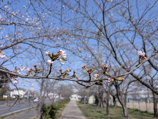 鷲宮運動公園の写真2