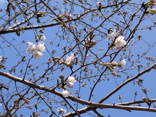 鷲宮神社の写真2