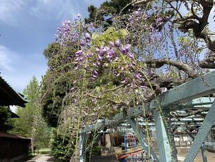 菖蒲神社のフジの写真2