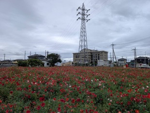 ポピーの遠景の写真