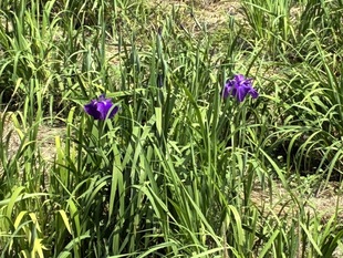 花しょうぶの写真2
