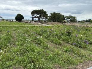 あやめ園の花しょうぶ　遠景写真