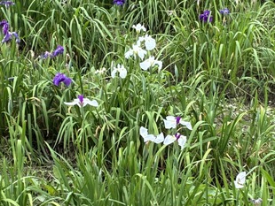 あやめ園の花しょうぶ　近景写真