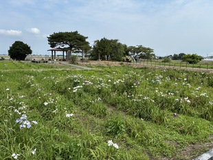 あやめ苑の花しょうぶ　遠景写真