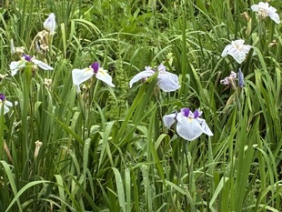 花しょうぶ近景の写真