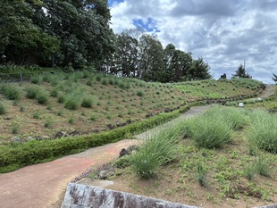 しらさぎ公園のラベンダー　遠景の写真
