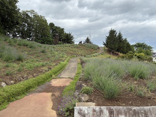 しらさぎ公園のラベンダー　遠景写真