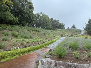 しらさぎ公園のラベンダー　遠景写真