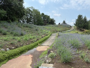 しらさぎ公園のラベンダー　遠景写真