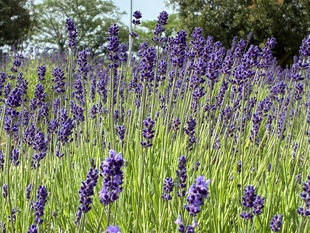 ラベンダー花壇の写真2