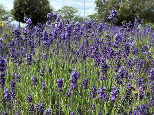 ラベンダー花壇の写真2