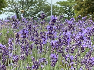 ラベンダー花壇　近景写真