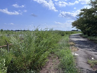 ヤマハギの遠景写真