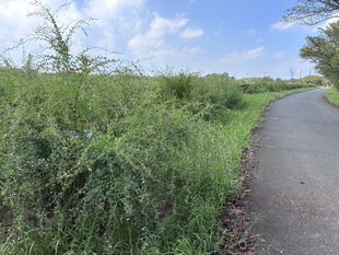 遠景のヤマハギ