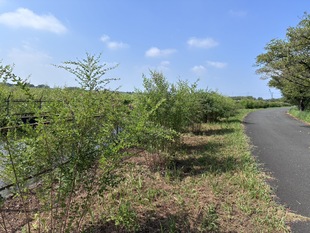 ヤマハギの遠景の写真