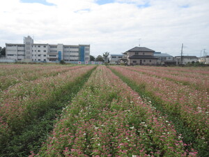 赤花そば写真遠景