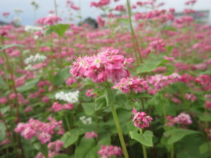 赤花そば写真近景