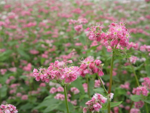 赤花そば写真近景