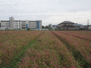 赤花そば写真遠景