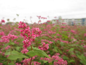 赤花そば写真近景