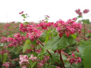 赤花そば写真近景