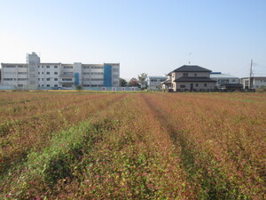 赤花そば写真遠景