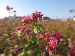 赤花そば写真近景