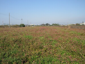 赤花そば写真遠景