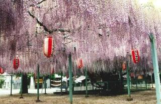 写真　菖蒲のフジ